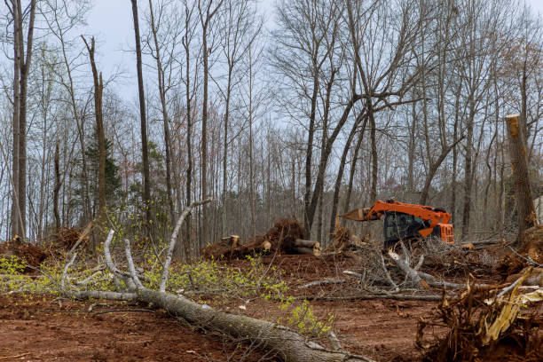 Best Tree Trimming and Pruning  in Walbridge, OH